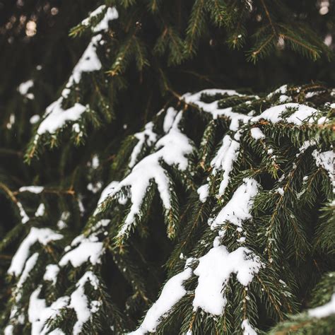 Spruce With Snow Wallpapers Wallpaper Cave