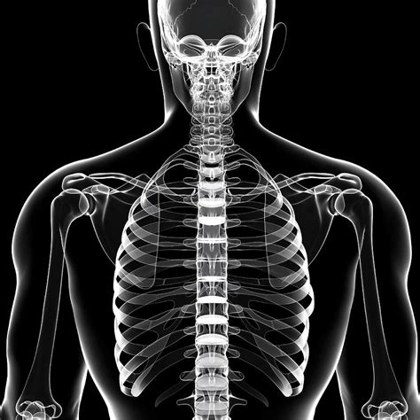 Human Skeleton Photograph By Pixologicstudioscience Photo Library