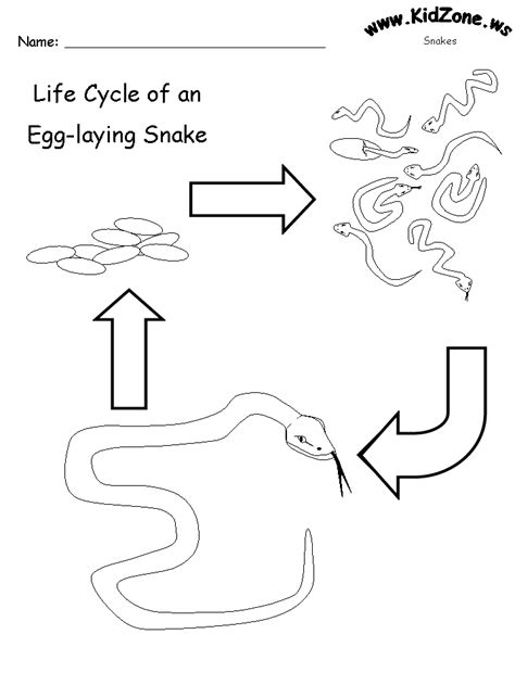 Pre School Lesson Plans Snakes Snake Activities Lifecycle Of A