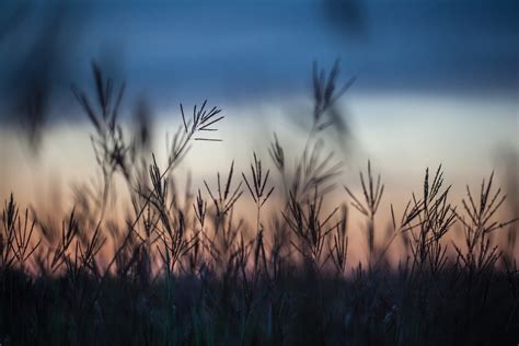Hd Wallpaper Autumn Grass The Field Night Sunset Close Up Blur