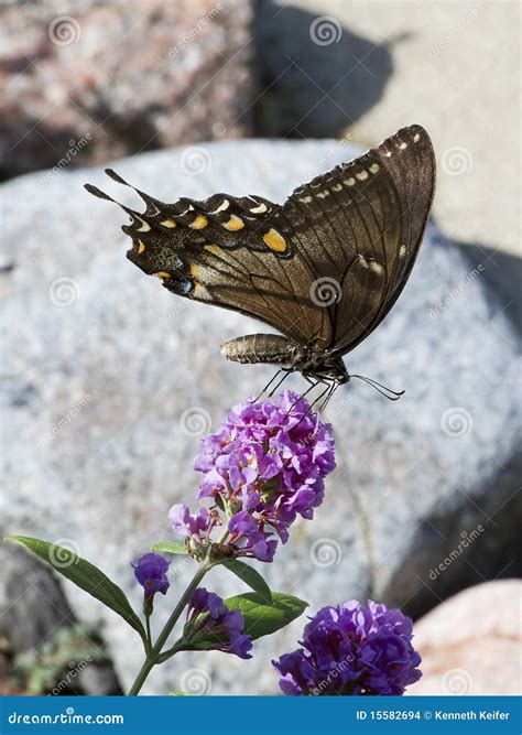 Farfalla Di Swallowtail Della Tigre Fotografia Stock Immagine Di