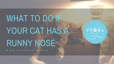 Cat Has A Runny Nose Causes Symptoms And Treatment Prana Pets