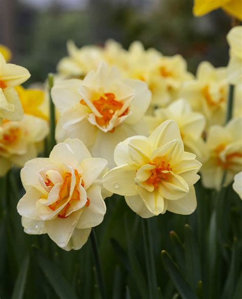 Discover The Beauty Of Double Daffodils Longfield Gardens Daffodils