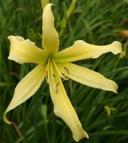 Ladyfinger (biscuit), light and sweet sponge cakes roughly shaped like a large finger. Hemerocallis 'Lady Fingers' | Lady Fingers Daylily | plant lust