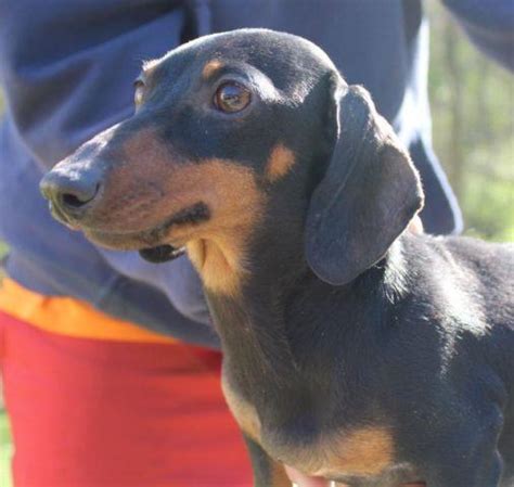 Dachshund, doxies, weenie dog, weiner dog, dachshund puppies, miniature dachshund puppies, east tennessee dachshunds for sale, mini doxies, smooth dachshund, knoxville, tn. Akc Adult Miniature Dachshund Female for Sale in Knoxville ...