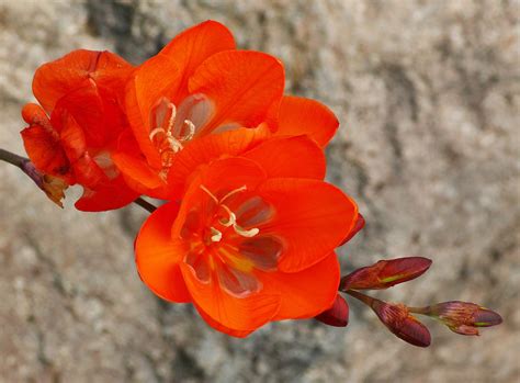 Tritonia Crocata 1 Best Viewed Large Size Iridaceae W Flickr