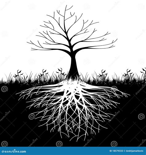 Tree Roots Silhouette Stock Photos Image 18579333