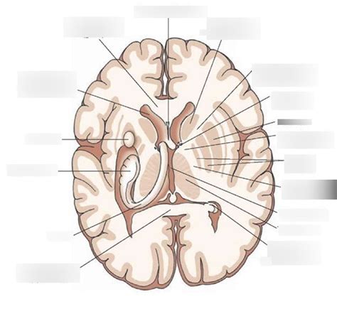 Horizontal Section Of Brain Diagram Quizlet