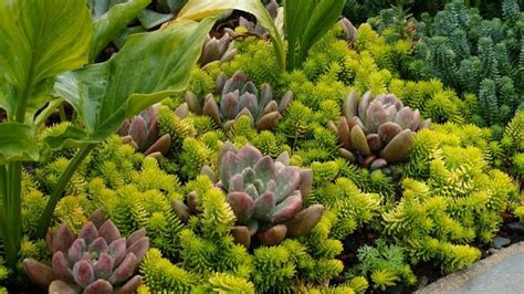 5 Steps For Growing Your Sedum Ground Cover