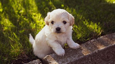 Contenidos y vídeos sobre perros: Coronavirus y mascotas: estos son los tres animales ...