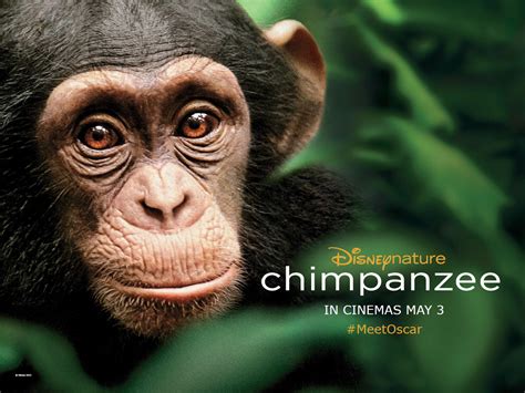 Chimpanzee Review - HeyUGuys