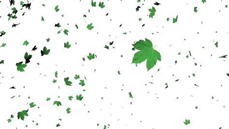 Leaves Falling Animation White Screen Effect Falling Animation Green