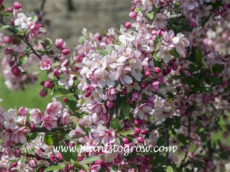 Candymint Ornamental Crabapple Malus Plants To Grow Plants Database