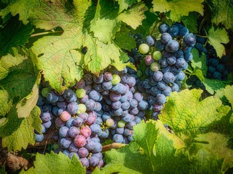 10 Best Virginia Wineries To Visit In 2022 2022