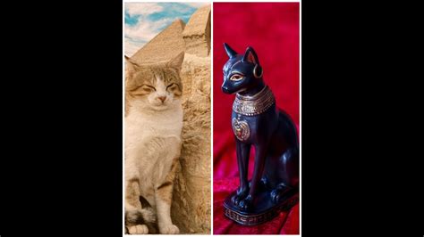 Los Gatos En El Antiguo Egipto Eran Adorados Como Dioses Historia La