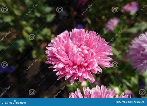 Not Fully Opened Pink Flower Of China Aster Stock Image Image Of Head