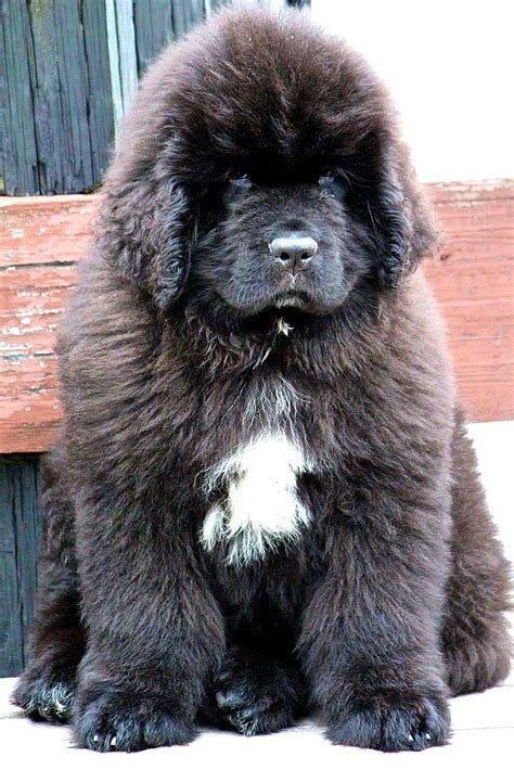 Pin By Stephen Sayad On My Newfies Cute Dogs Newfoundland Dog Puppy