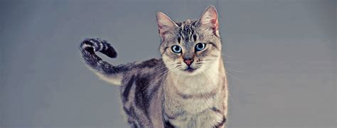 American Shorthair Information Health Pictures