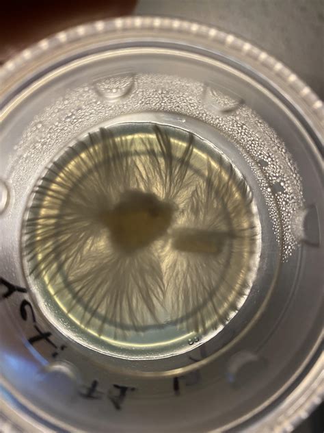 YETI t1 : r/shrooms