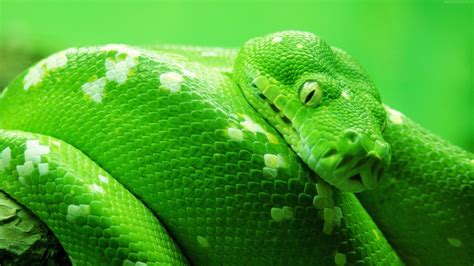 Bow Tree Green Snake 4k Hd Wallpapers Hd Wallpapers Id 31302
