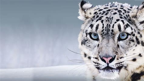 Woman And Snow Leopard Wallpapers Wallpaper Cave