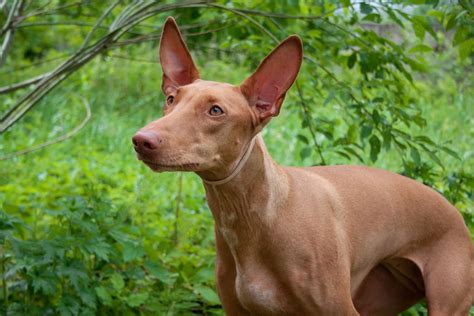 Learn More About The Pharaoh Hound Also Known As The Blushing Dog Of