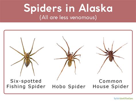 Spiders In Alaska List With Pictures
