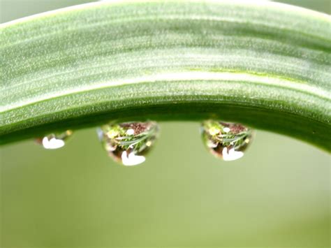 water drops | Rain drops, Nature wallpaper, Dew drops