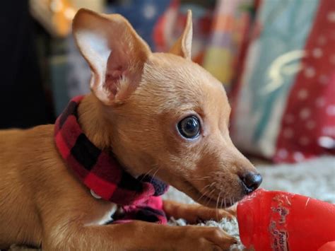 The animal foundation successfully vaccinated over 15,000 pets last year. How Much Do Chihuahuas Cost? | Pet Smitten