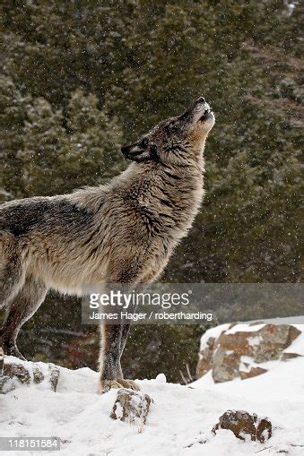 Captive Gray Wolf Howling In The Snow Near Bozeman Montana United