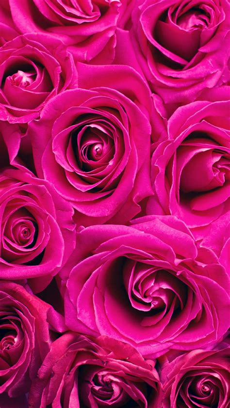 Find the best pink colour background on wallpapertag. Wallpapers image by Lux Life | Hot pink roses, Rose wallpaper, Pink roses