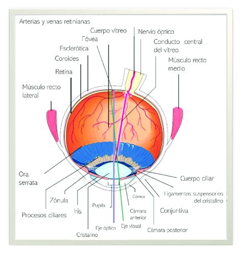 Anatomía Del Ojo 10 Download Scientific Diagram