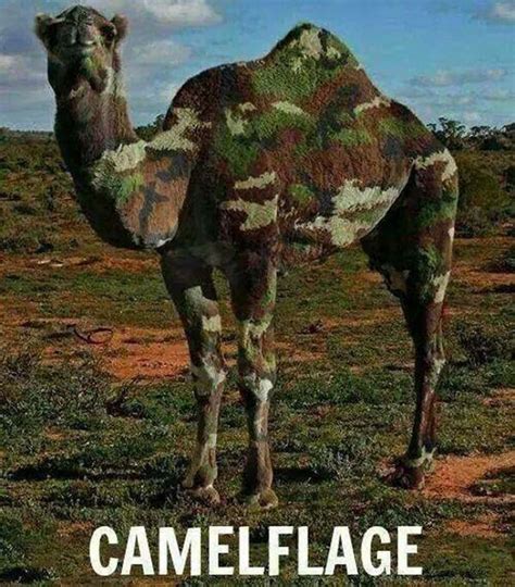 Guess what day it is? It's Hump Day | RECOIL