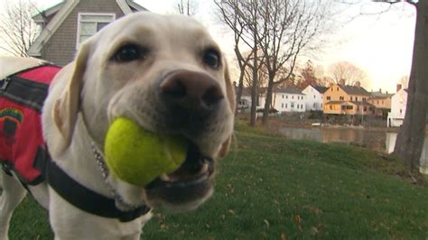 How Dogs Can Sniff Out Diabetes Abc Columbia