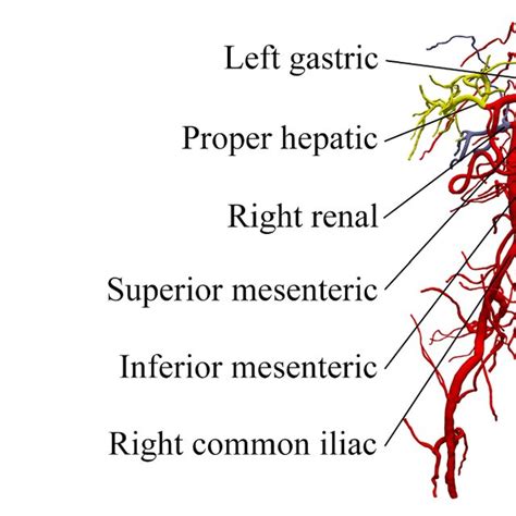 The 3d Geometry Of Human Abdominal Aorta With 144 Branches