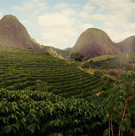 Brazil Daterra Monte Cristo Beanhaus Coffee Roasters