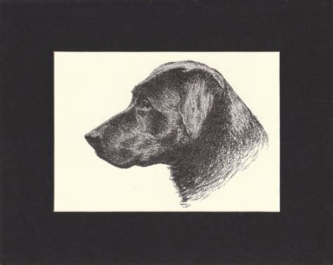 Labrador Retriever Dog Print Cfrancis Wardle 1935 Vintage Etsy