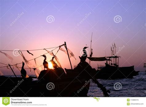 Seabirds Saying Goodbye To The Sunset Stock Photo Image Of Rays