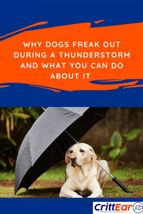 Why Dogs Freak Out During A Thunderstorm And What You Can Do About It