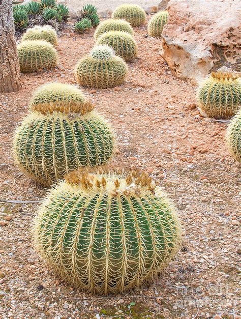 Round Cactus Plants Photograph By Christina Rahm