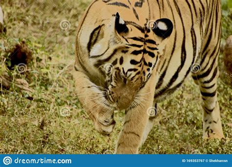 Tiger Licking His Toes In A Zoo Stock Image Image Of Tigris Stripes