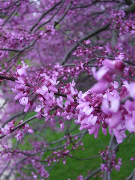 Range of trees with fiery red to deep purple coloured foliage. Purple flower tree | I would not tell people that Indiana ...