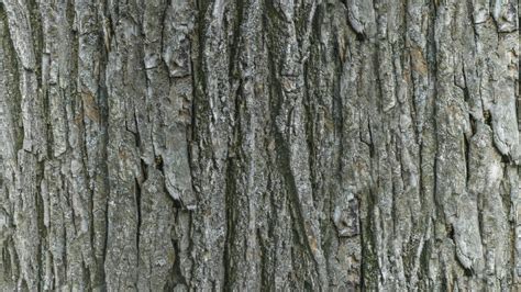 Pbr Tree Bark 18 4k Seamless Texture Flippednormals
