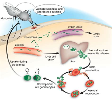 Schematic Life Cycle Of Malaria In Humans Sporozoites Are Injected