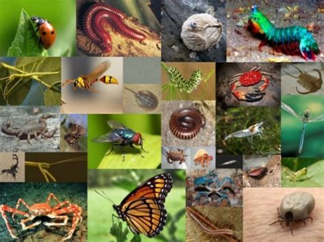 Pengertian Karakteristik Dan Klasifikasi Arthropoda