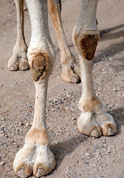 Best Camel Foot Stock Photos Pictures And Royalty Free Images Istock