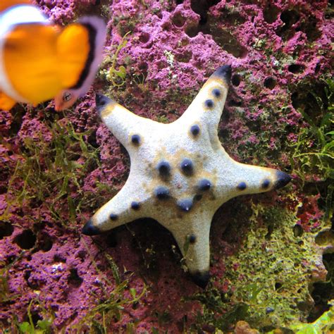 Happy Starfish Echinoderm Breathing Underwater Naiad Marine Fish