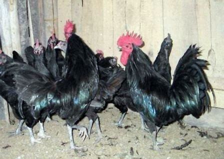 Cita rasa ayam panggang bikin susah untuk berhenti makan. Keunggulan dan Kelemahan Ayam Jawa Super | Ternak Ayam