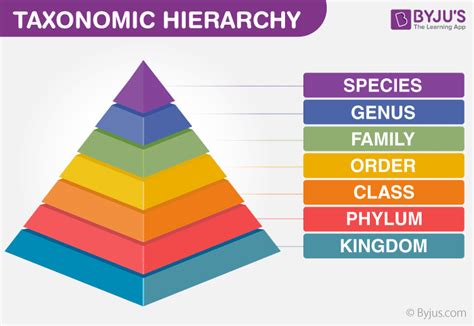 Taxonomy Chart Template Taxonomy Chart Is A Classification System Images