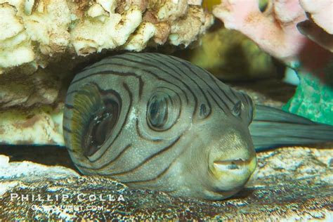 A Striped Puffer Rests Under A Coral Ledge Arothron Manilensis